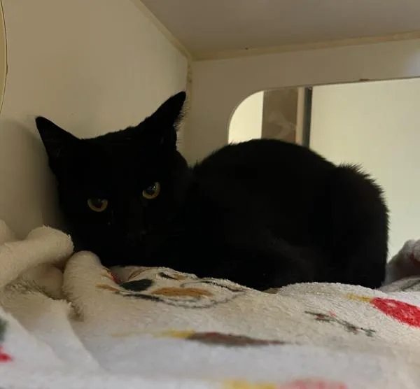 An adult medium-sized male Domestic Short Hair cat named Umber for adoption in San Diego, CA