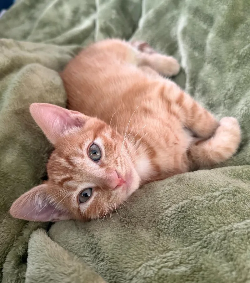 A baby medium-sized male Domestic Short Hair cat named Coleman for adoption in Salt Lake City, UT