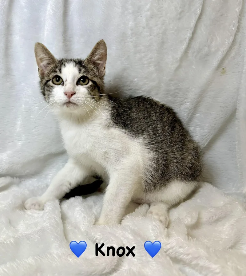 A baby medium-sized male Gray & White Domestic Short Hair cat named Knox for adoption in Copley, OH