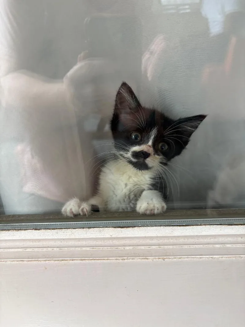 A baby medium-sized female Black & White / Tuxedo Domestic Short Hair cat named Norway for adoption in Orlando, FL