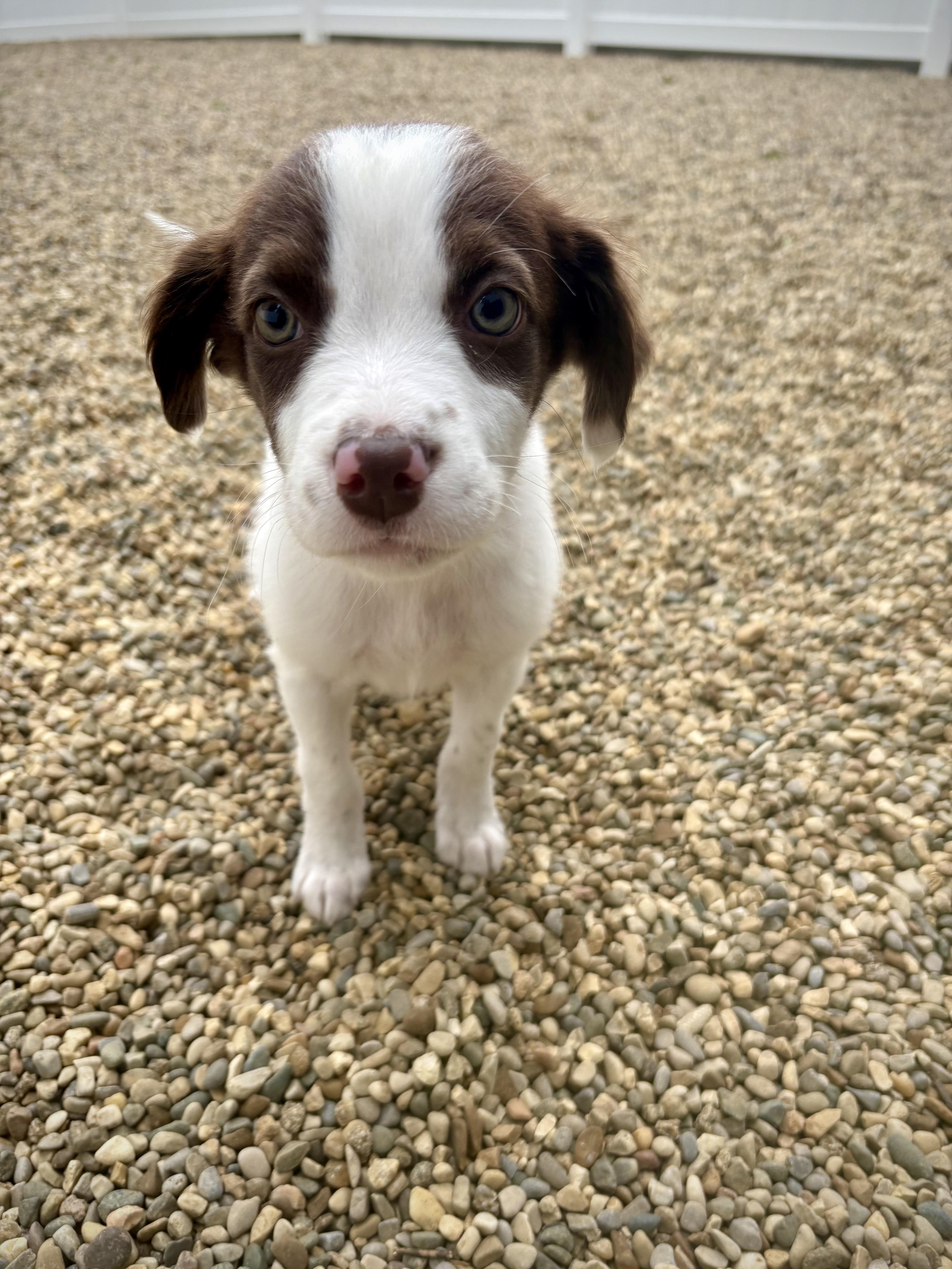 A baby medium-sized male White / Cream English Springer Spaniel dog named Memphis for adoption in Kalamazoo, MI