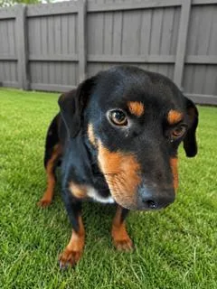 A young medium-sized male Dachshund dog named Wendell {COMING SOON} for adoption in Nashville, TN