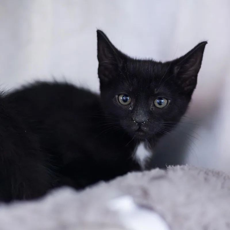 A baby small-sized female Black Domestic Short Hair cat named Scotch Bonnet for adoption in Wilmington, DE