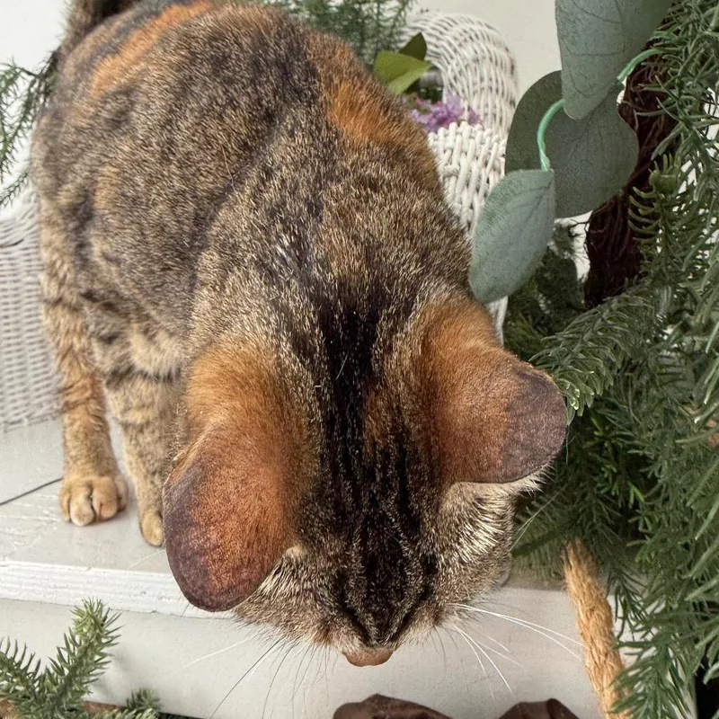 An adult medium-sized female Torbie Domestic Short Hair cat named Lilac for adoption in Eaton Rapids, MI