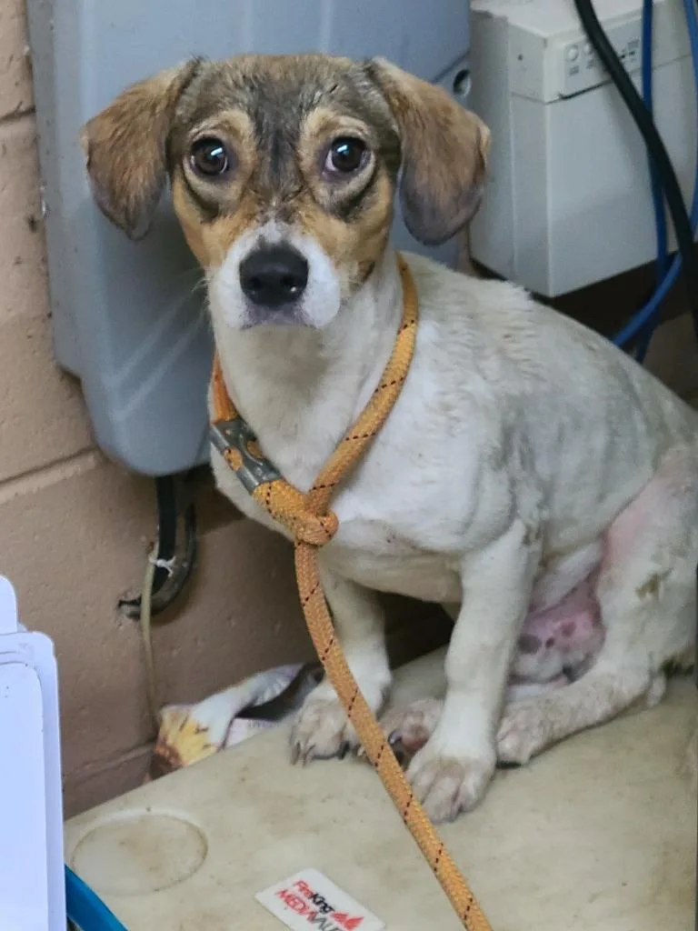 A young medium-sized male Terrier dog named Bailey for adoption in Swainsboro, GA