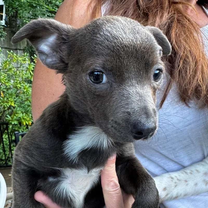 A baby small-sized female Gray / Blue / Silver Chihuahua dog named NY Winnie Avail Jul for adoption in Eastford, CT