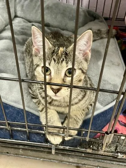 A baby small-sized female Domestic Short Hair cat named Poppy for adoption in Annapolis, MD