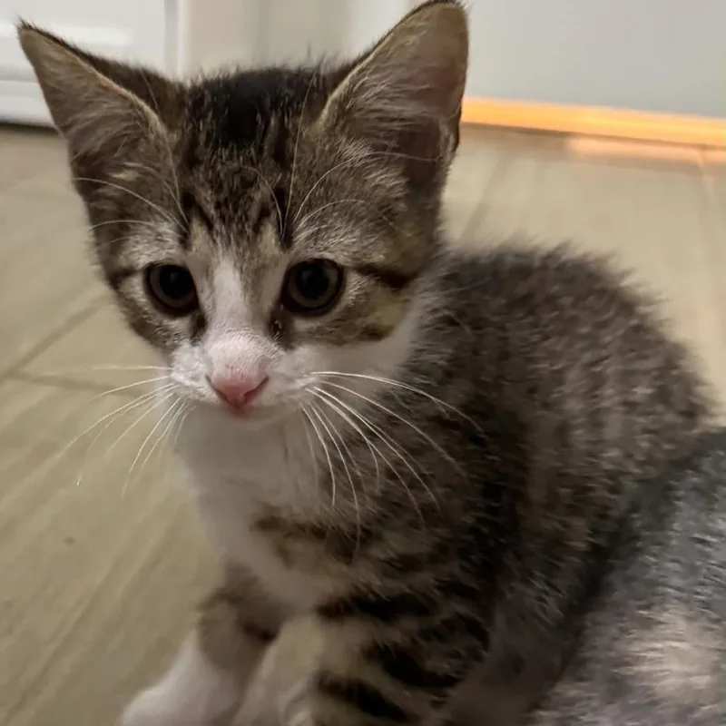A baby small-sized male Gray / Blue / Silver Domestic Short Hair cat named Bun for adoption in Bastrop, TX