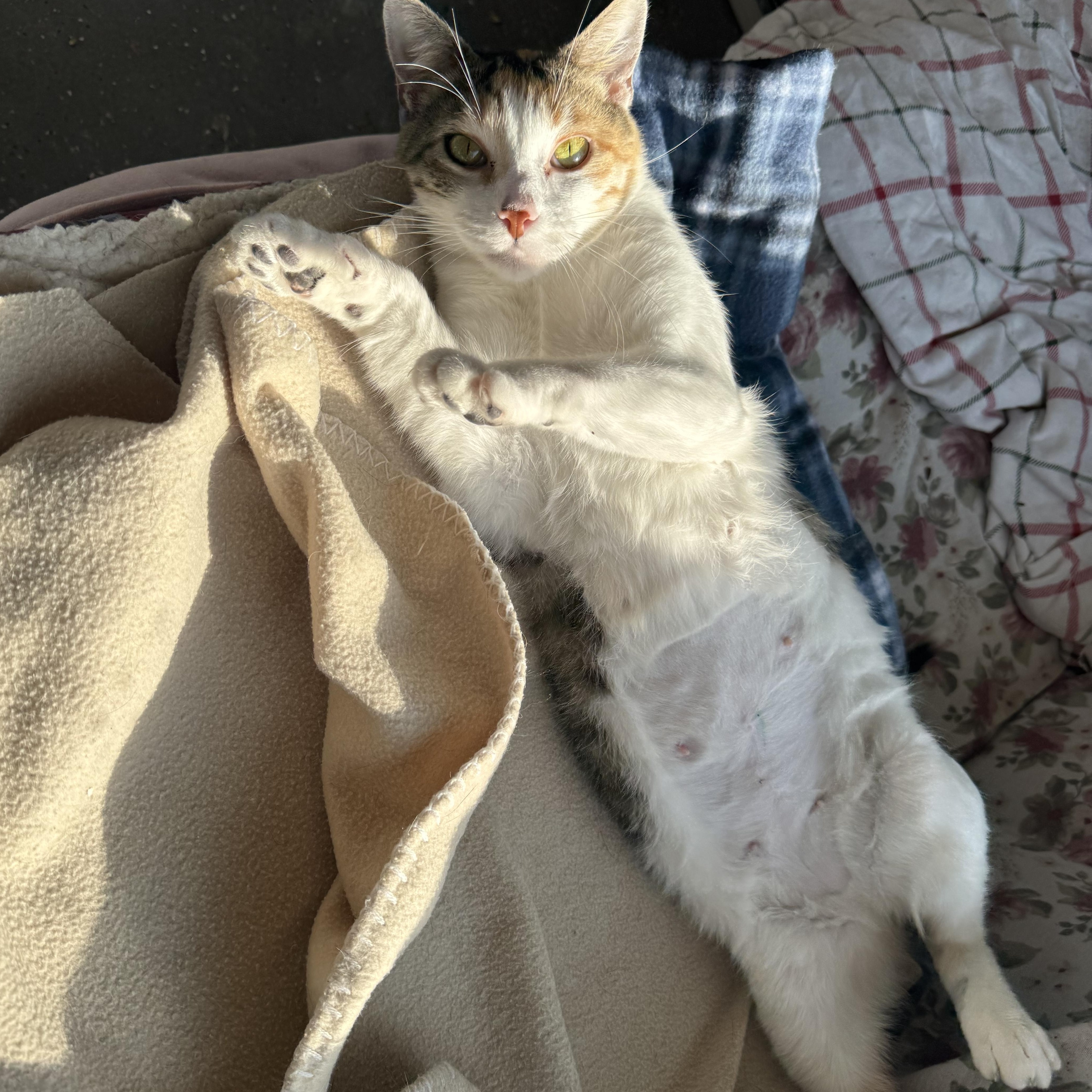 Mama Marinara