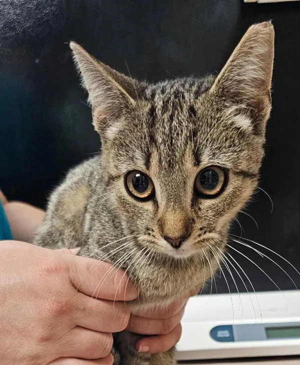 A young small-sized female Domestic Short Hair cat named Nerds for adoption in Salisbury, MD