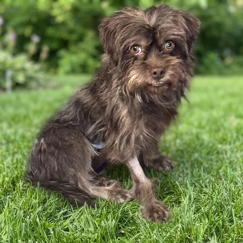 A young small-sized male Brown / Chocolate Brussels Griffon dog named Jarjar for adoption in Las Vegas, NV