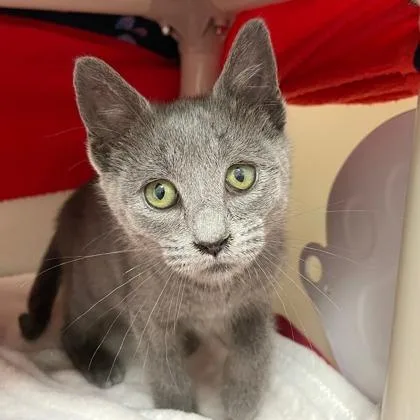 A baby small-sized female Domestic Short Hair cat named Penney Margaret for adoption in Wheaton, IL