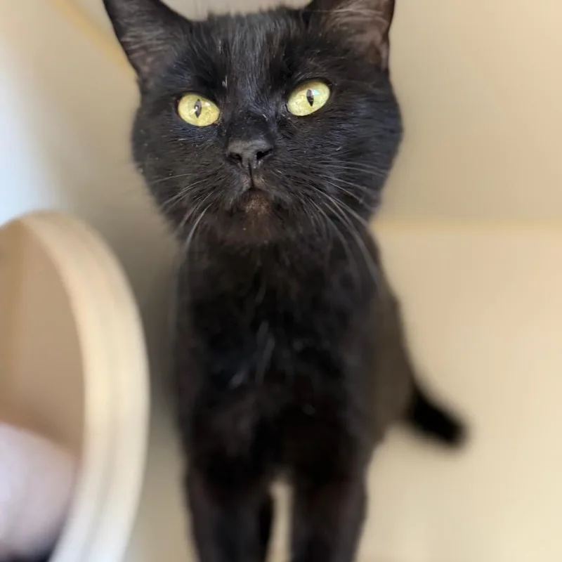 An adult medium-sized female Black Domestic Short Hair cat named Velvet for adoption in Naperville, IL