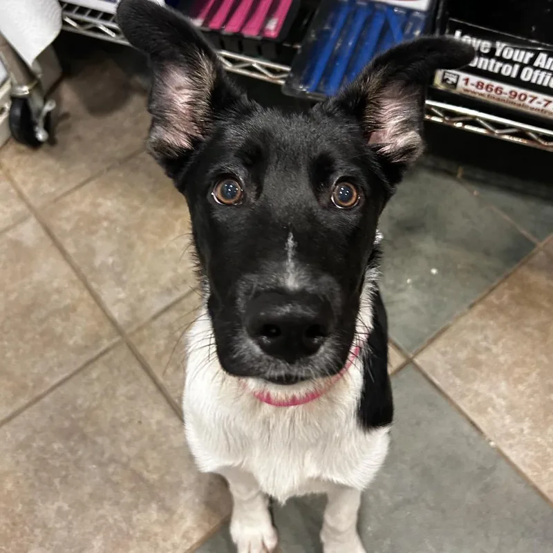 A baby medium-sized female Black Mixed Breed dog named Riza for adoption in Chattanooga, TN