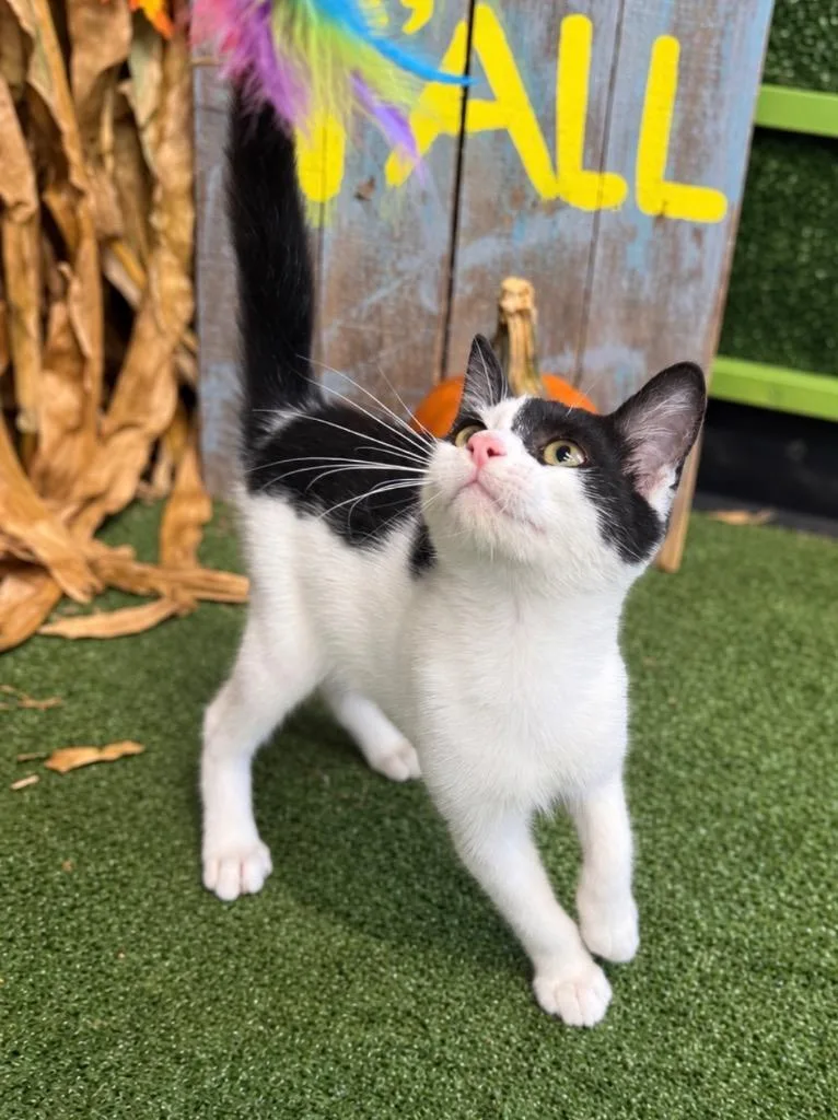 A baby medium-sized male Domestic Short Hair cat named Dom for adoption in Hopkinsville, KY
