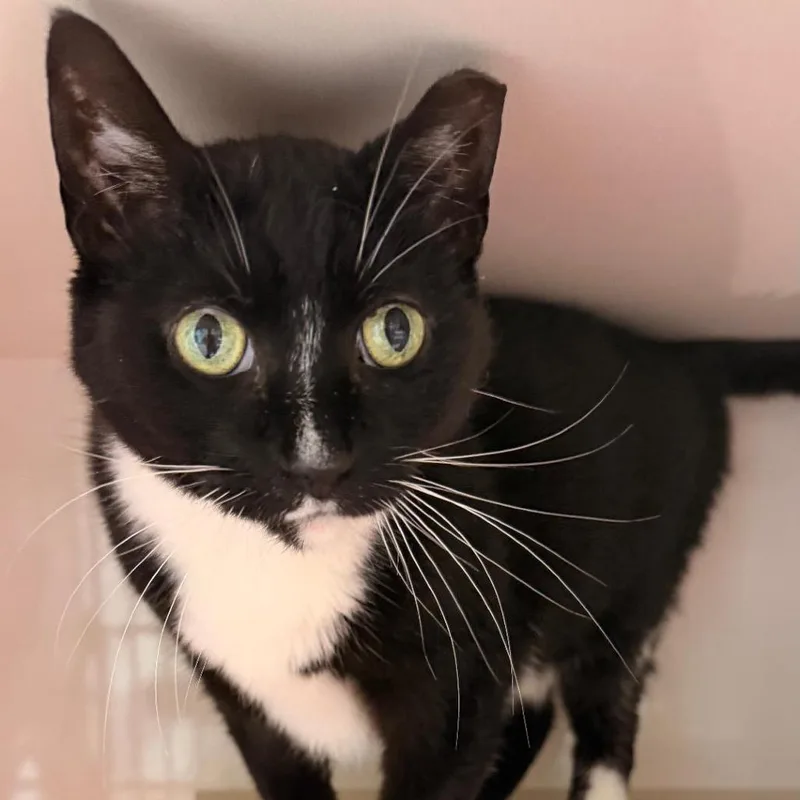 An adult medium-sized female Black Domestic Short Hair cat named Lady Dewdrop for adoption in Forest Park, IL