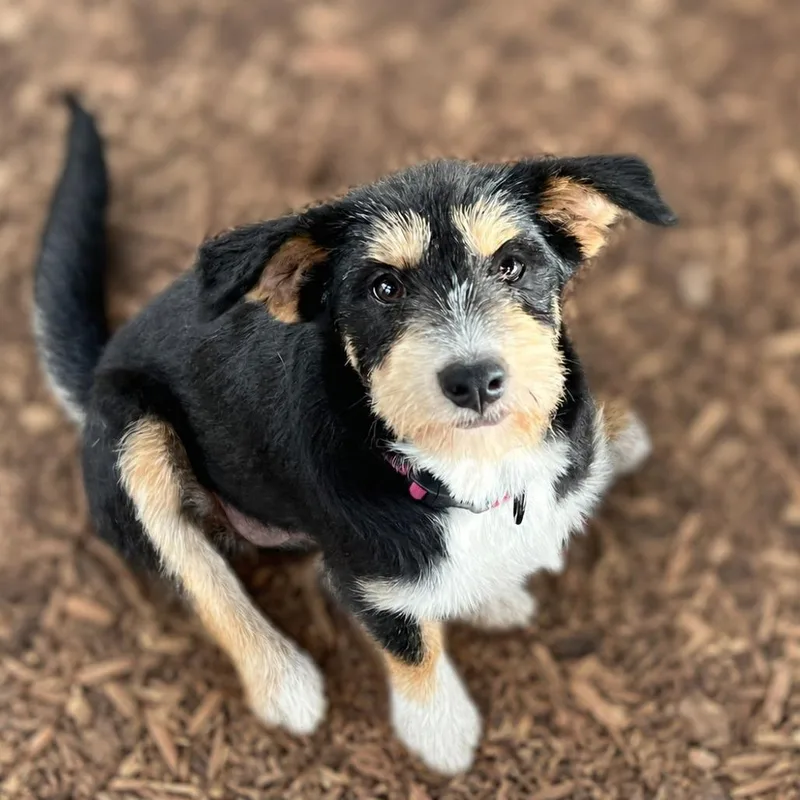 A young small-sized female Black Wirehaired Terrier dog named Roni for adoption in Boerne, TX