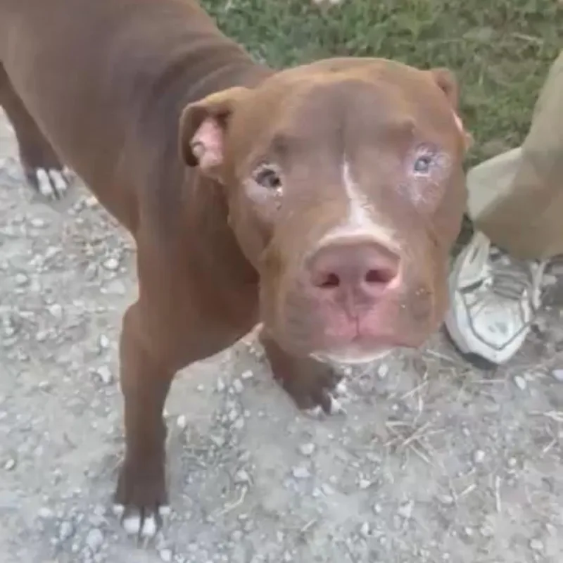 An adult medium-sized male Brown / Chocolate Pit Bull Terrier dog named Corky for adoption in East Saint Louis, IL