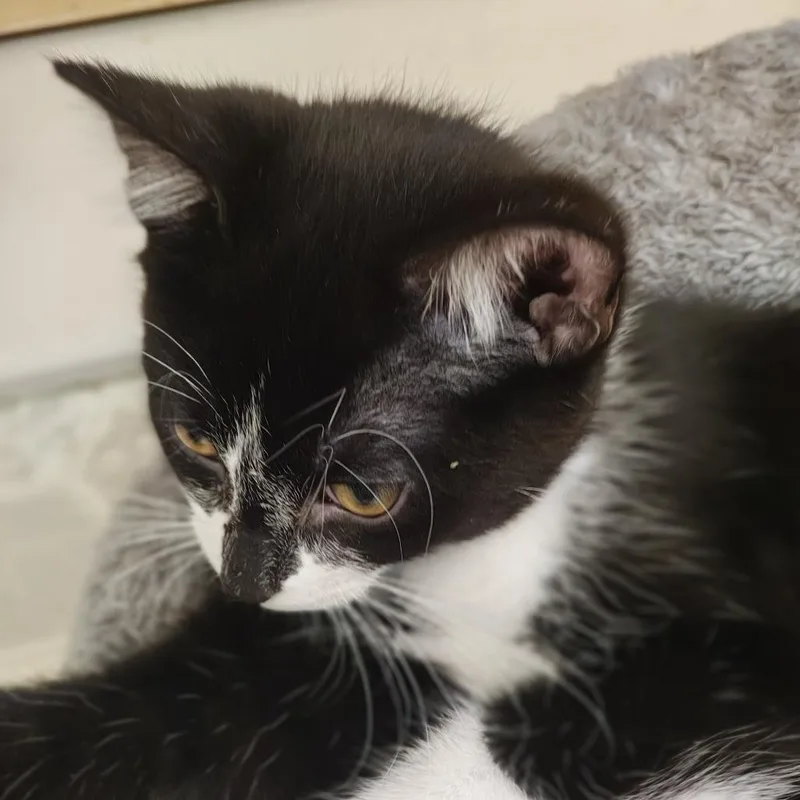 A baby medium-sized male Black Domestic Short Hair cat named Sal C for adoption in Princeton, MN