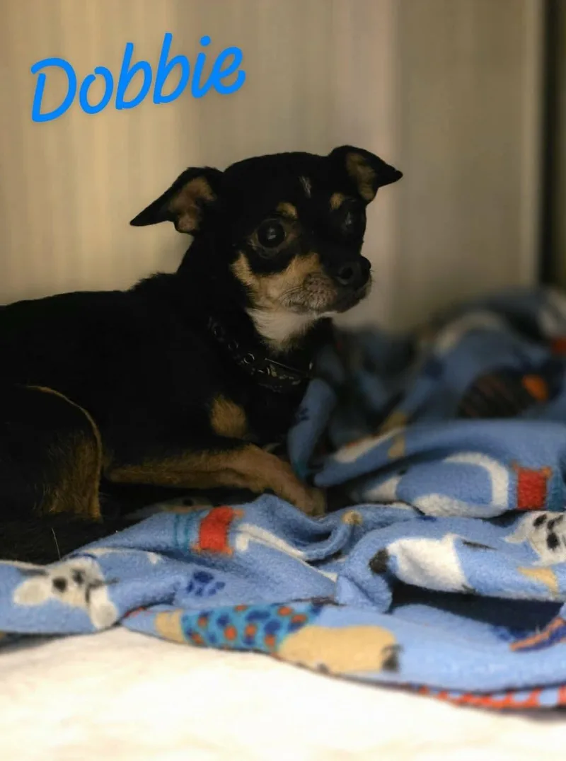 An adult small-sized male Chihuahua dog named Dobbie for adoption in Eatontown, NJ
