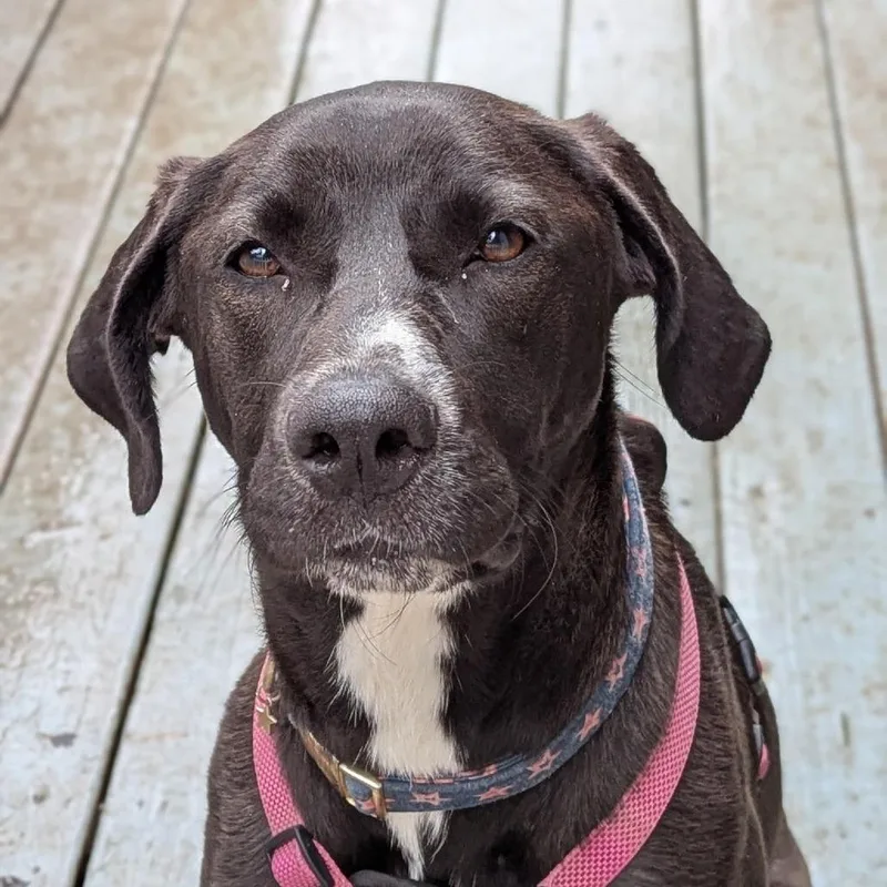 Misty Rain Ak thumbnail 2