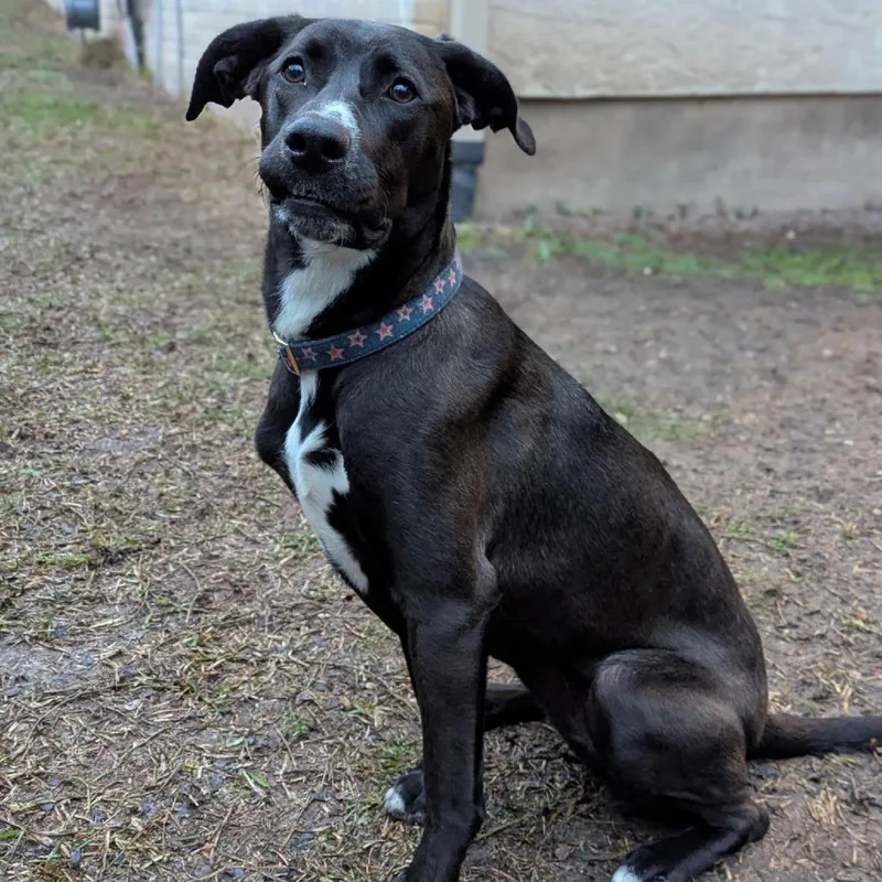 Misty Rain Ak thumbnail 3