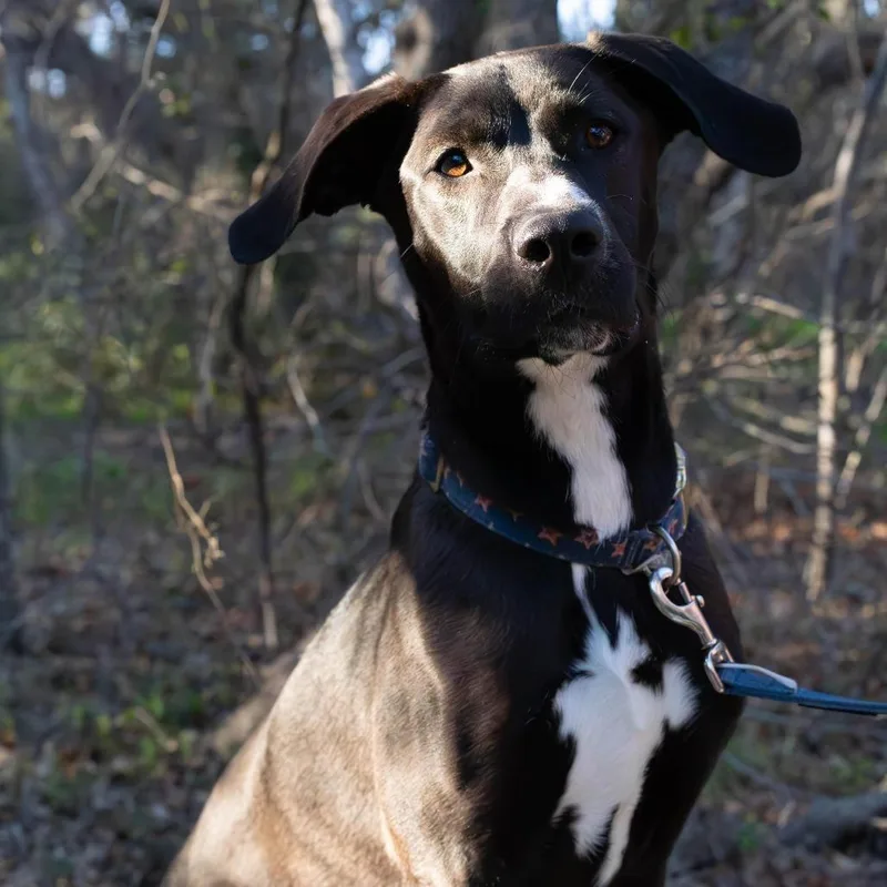 Misty Rain Ak thumbnail 4