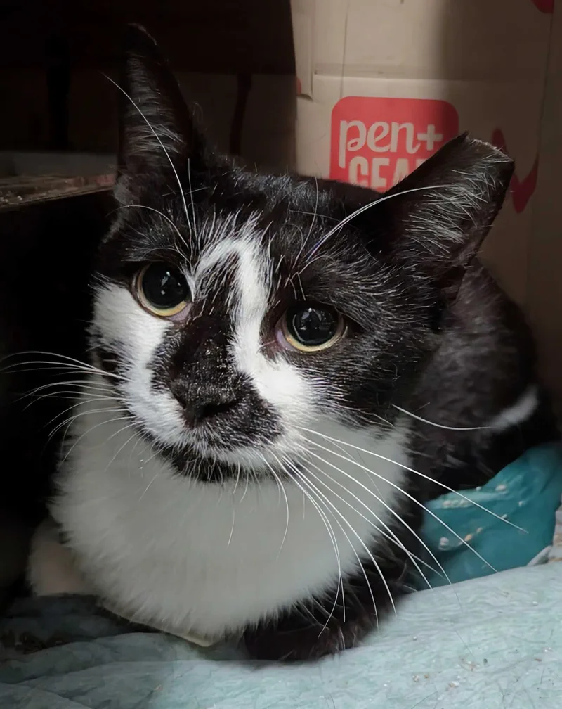 A young medium-sized female Domestic Short Hair cat named Pingpong for adoption in Seven Valleys, PA