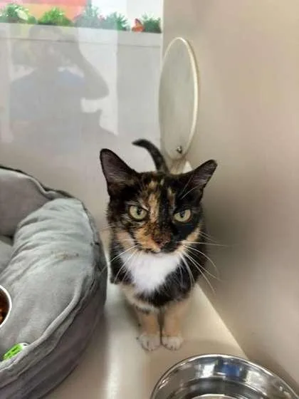 An adult small-sized female Domestic Short Hair cat named SC Bridgette for adoption in North Miami Beach, FL