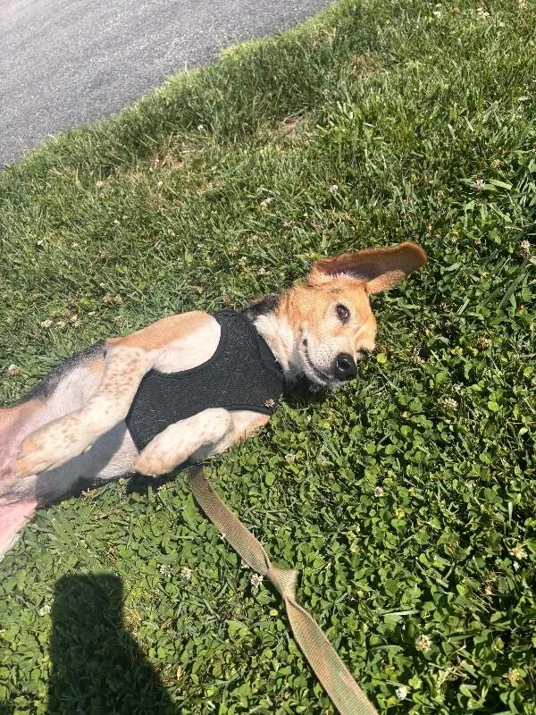 An adult medium-sized male Brown / Chocolate Beagle dog named Roscue for adoption in Disputanta, VA