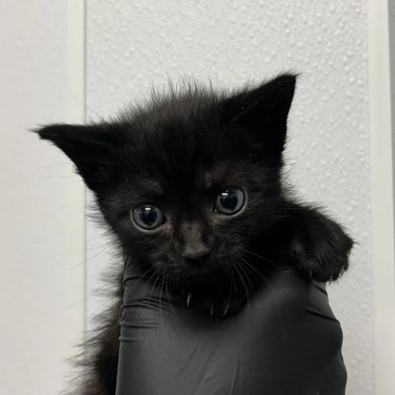 A baby small-sized male Black Domestic Short Hair cat named Raven for adoption in Abilene, TX