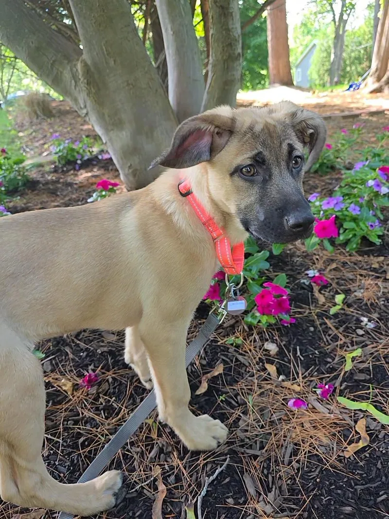A baby medium-sized female Apricot / Beige Shepherd dog named Louise for adoption in Wayne, NJ