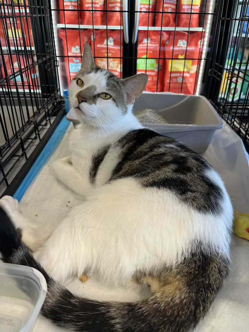 An adult medium-sized male Tabby (Gray / Blue / Silver) Domestic Short Hair cat named Doodle & Reese for adoption in New York, NY