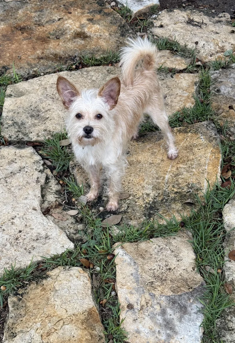 A young small-sized male Apricot / Beige Fox Terrier dog named Jimmy Mack the  for adoption in Lockhart, TX