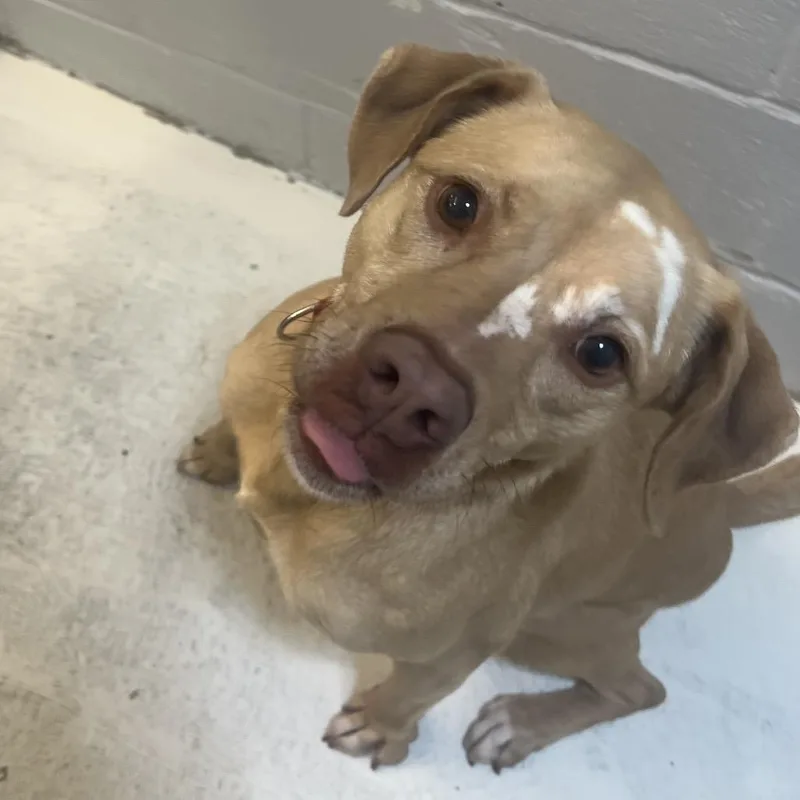 An adult medium-sized female Yellow / Tan / Blond / Fawn Pit Bull Terrier dog named Blondie for adoption in Delaware, OH