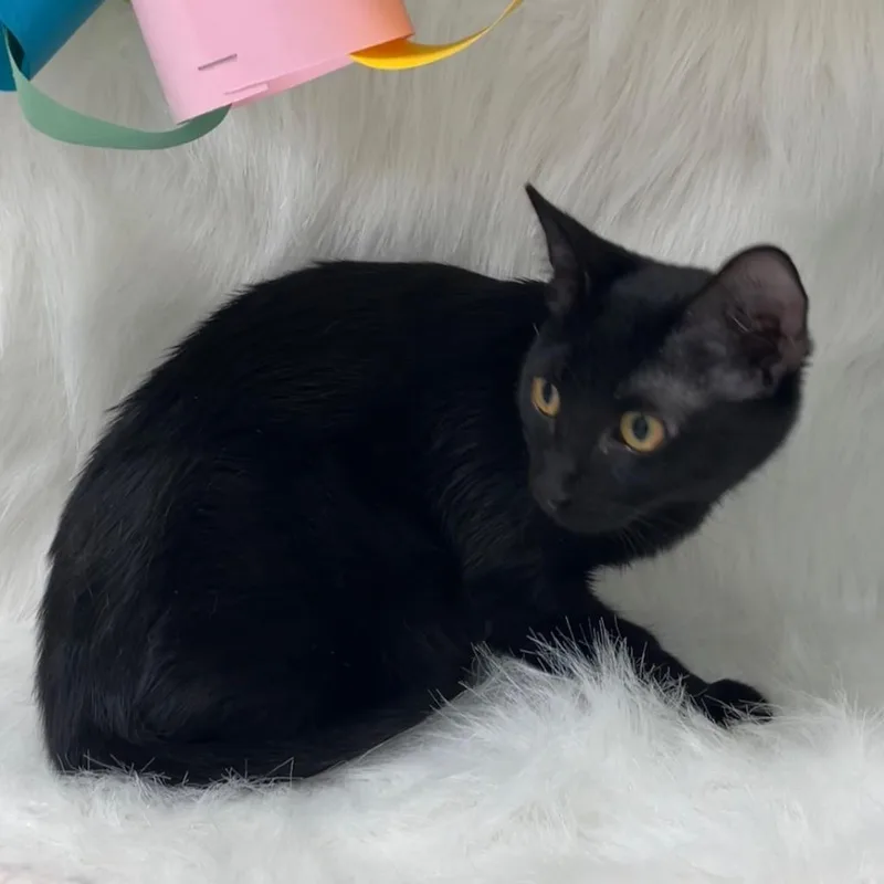 A baby medium-sized female Domestic Short Hair cat named Lolo for adoption in Peoria, AZ