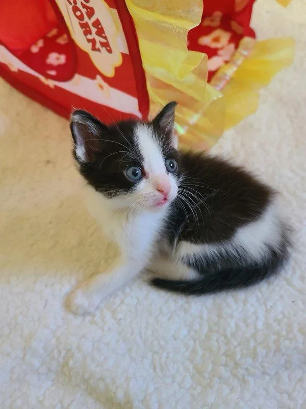 A baby small-sized male Domestic Short Hair cat named Oreo for adoption in San Diego, CA