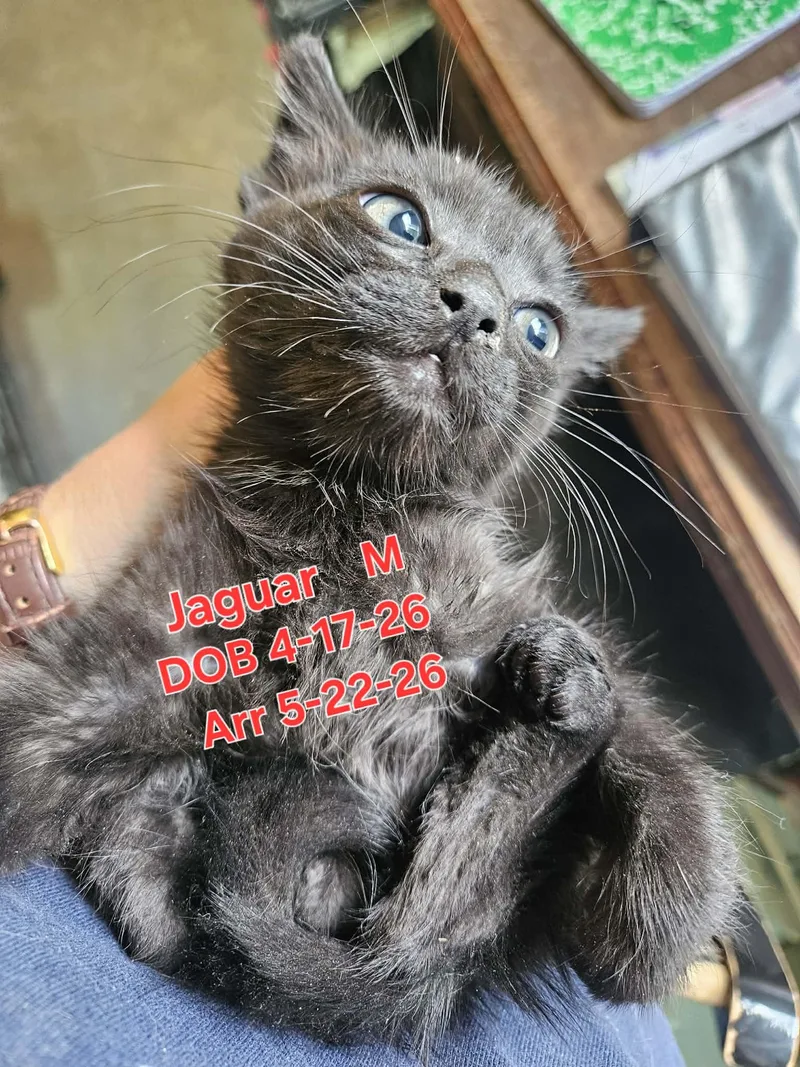 A baby small-sized male Domestic Short Hair cat named Jaguar for adoption in Nucla, CO