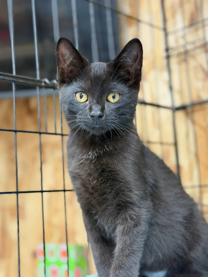 A baby large-sized male Black Domestic Short Hair cat named Noir for adoption in Reeseville, WI