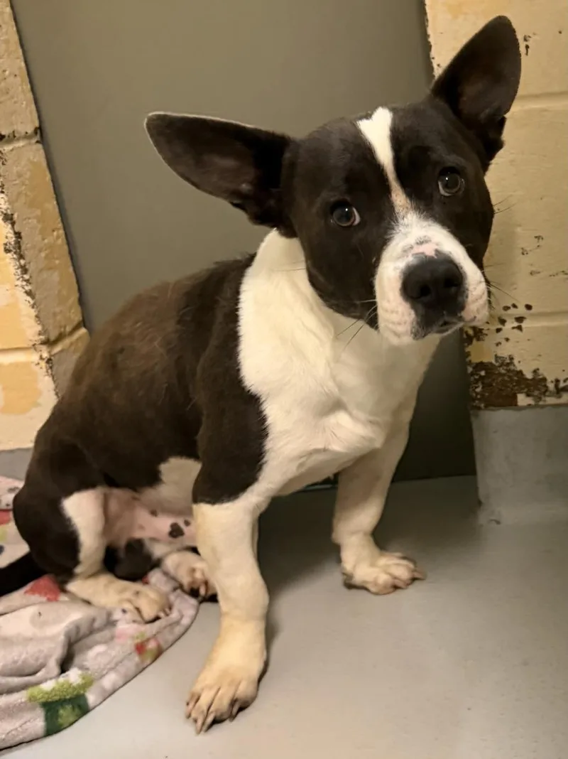 A young medium-sized male Pit Bull Terrier dog named Mickey Mouse for adoption in Tulsa, OK