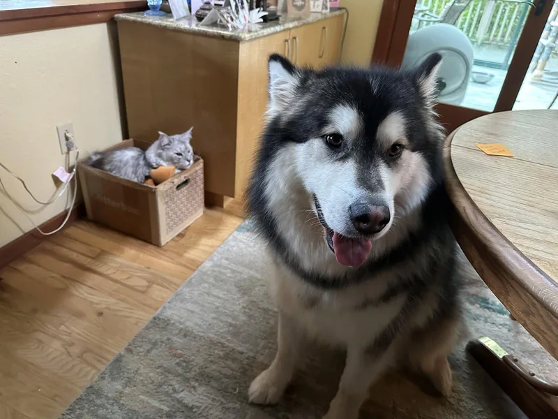 An adult large-sized male Alaskan Malamute dog named Kuma for adoption in Seattle, WA