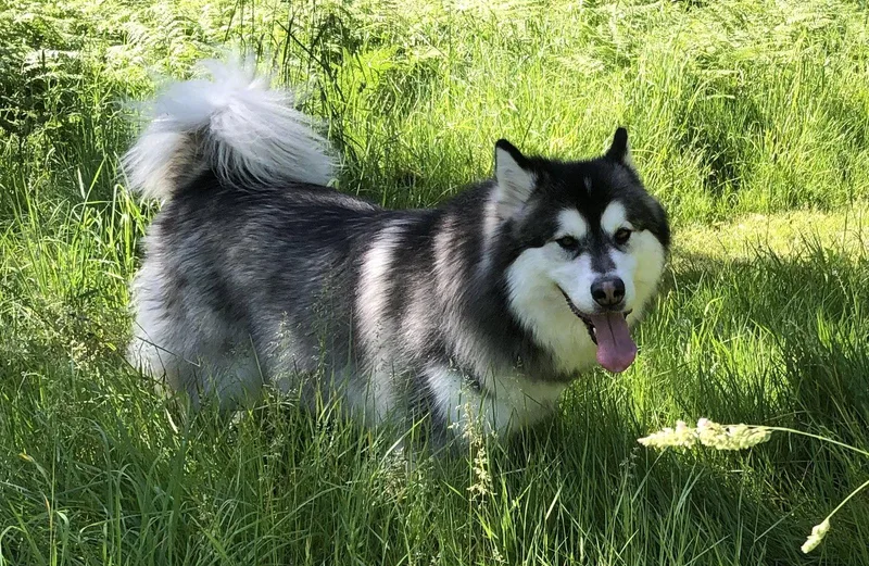 Kuma thumbnail 2
