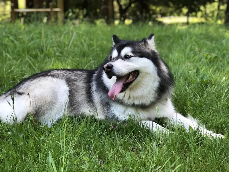 Kuma thumbnail 3