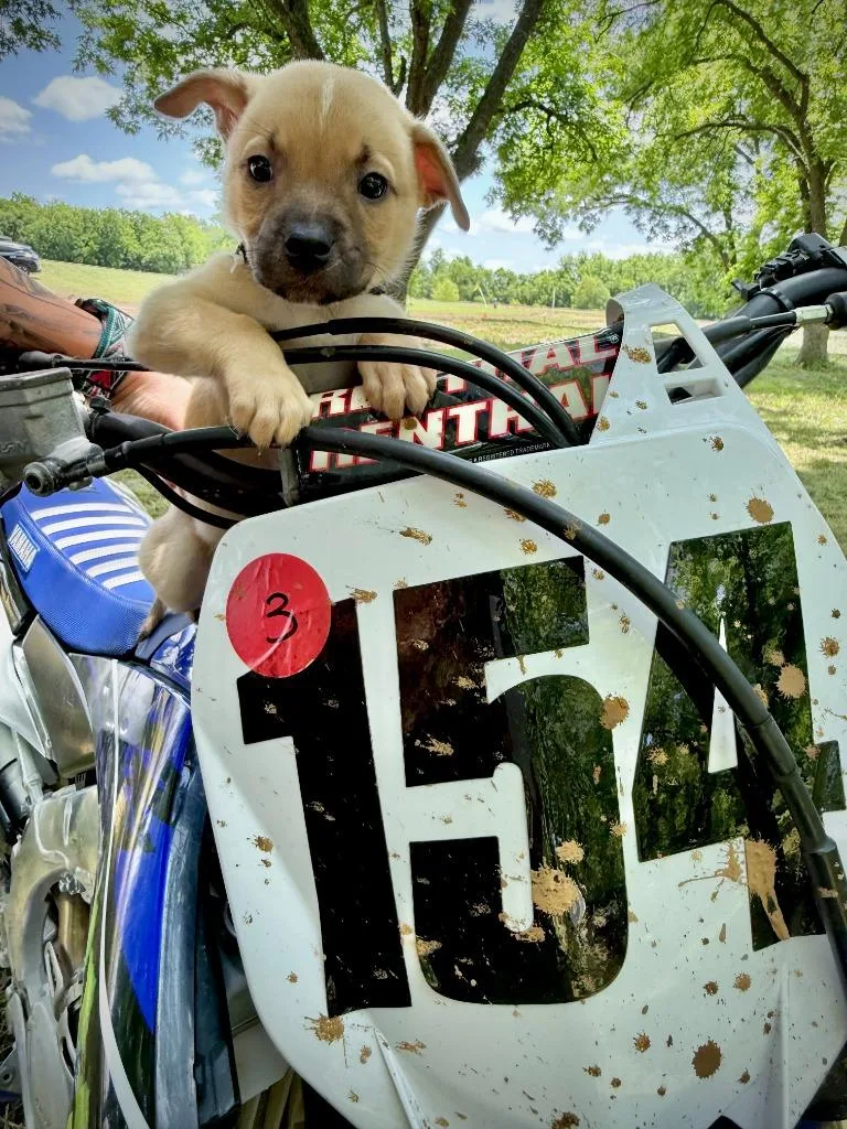 Wrangler thumbnail 2