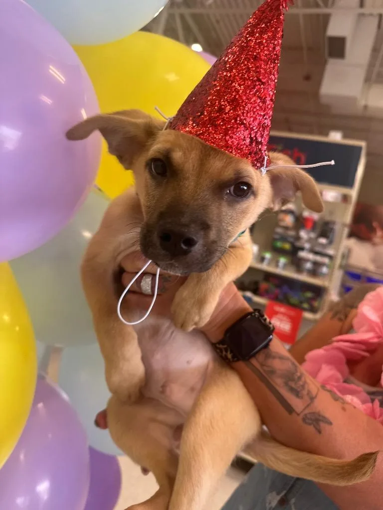 Wrangler thumbnail 3