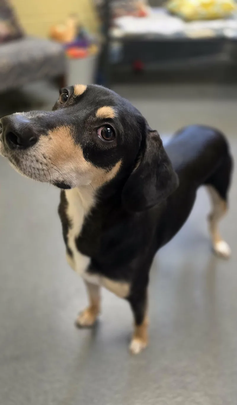 An adult medium-sized male Black Hound dog named Goose for adoption in Amherst, VA