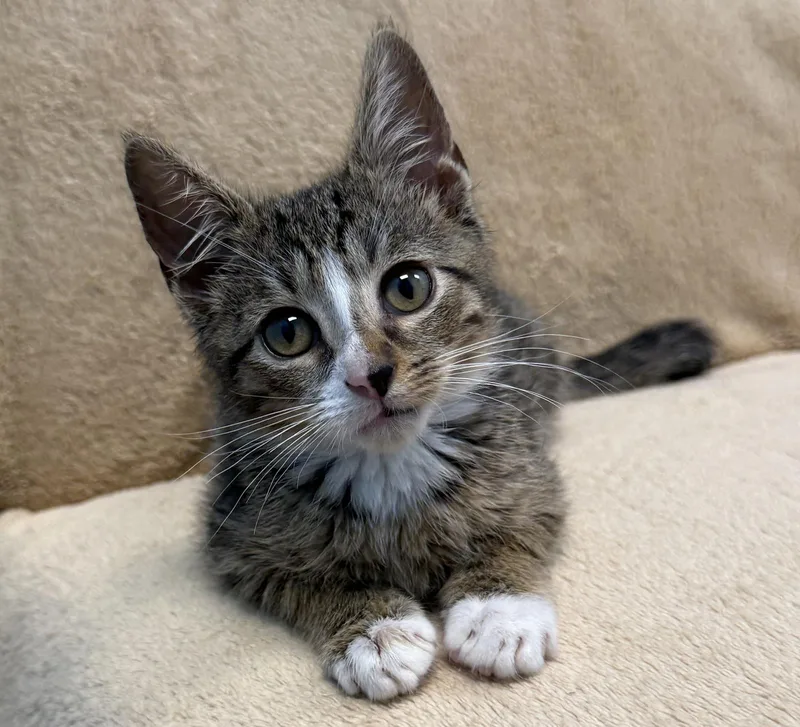A baby small-sized female Tabby cat named Everest for adoption in Stone Mountain, GA