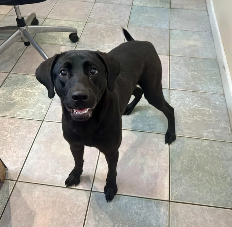 A baby medium-sized female Black Labrador Retriever dog named Beautiful Baby for adoption in Northwood, OH
