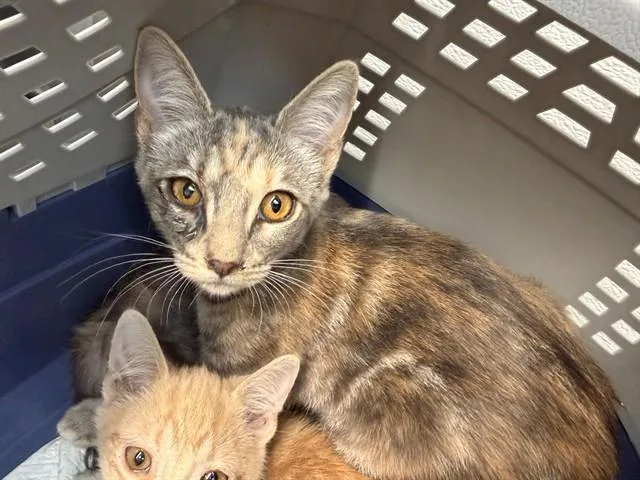 A baby small-sized female Domestic Short Hair cat named Nisha for adoption in Antioch, CA