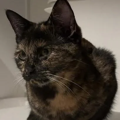 A young medium-sized female Tortoiseshell Domestic Short Hair cat named Dominique C for adoption in Princeton, MN